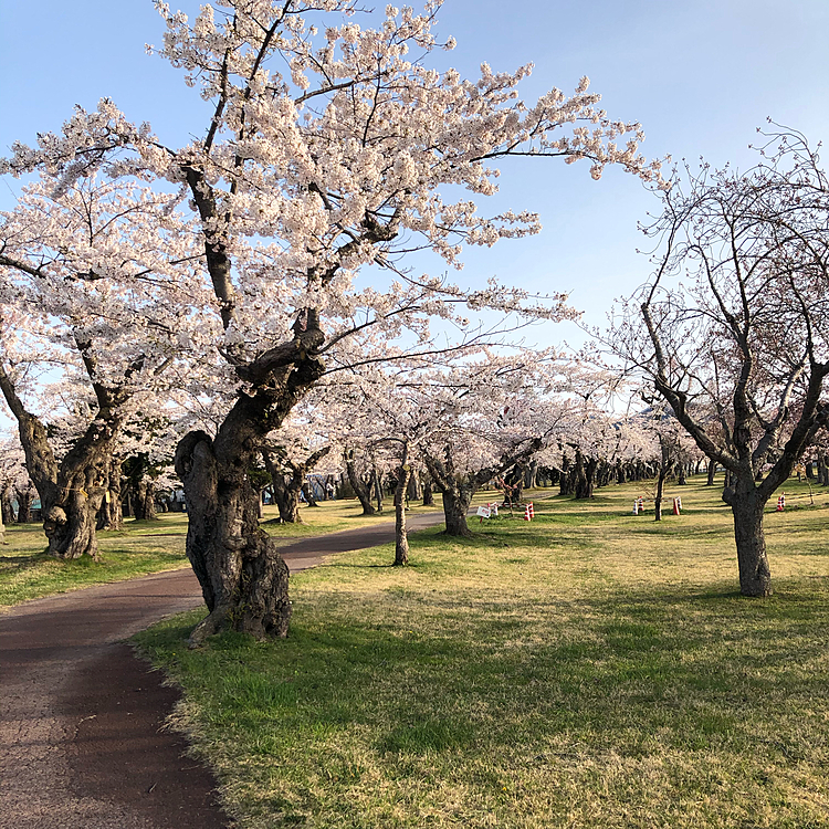 いつもなら桜まつりが開催されて賑わうんですが、去年今年と中止なのでちょっと寂しいです😢
ポコちゃんはお散歩しやすいけどね😉