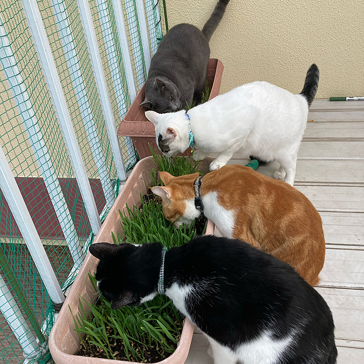 猫草育ったニャ♪