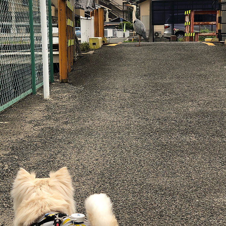 おはようございます☁️
小雪は雨が降る前にお散歩してきました🎵🐶
お友達の五右衛門くん(柴犬)に会ったね💕
五右衛門くんはまだ10ヶ月でパピーやけど
10kgになったんだって😊

帰り道の踏切で、行手を阻む鳥⁉️
小雪は戦う気満々やったね🤣