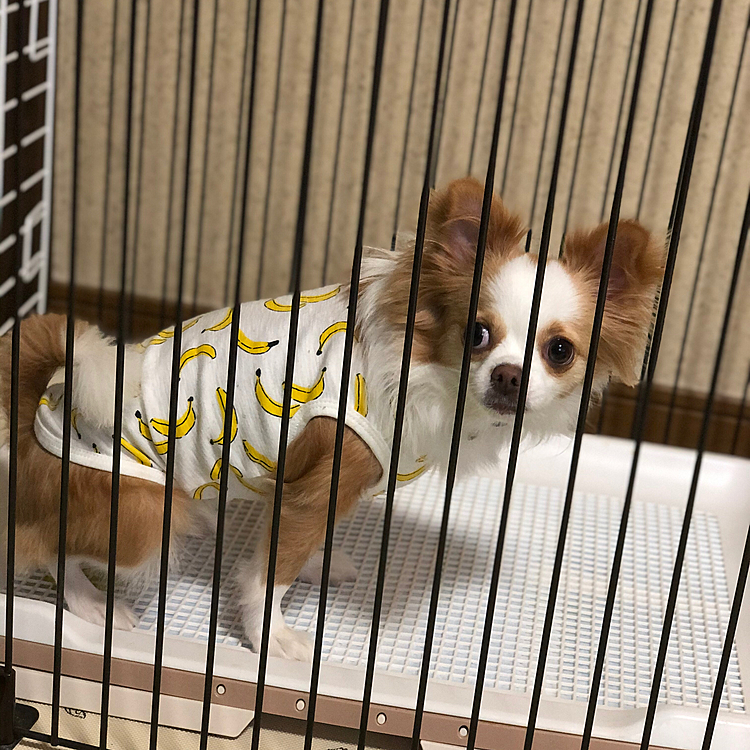 小春は朝からオモチャとボールでワチャワチャ🎵🐶
鹿の角も歯ブラシもガジガジしたね〜🤣
おトイレ🚽も上手にできたね💕
でもさぁ…
なんでこっち見るん❓🤣