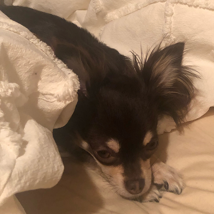 気づいたら…
犬もベッドに入ってるし。
…こーして、昼寝て夜起きてしまう現状ができるんだなー…💦
コロコロしてもしても毛だらけだわ。

雨だし…暇だから掃除するしかないなー。
