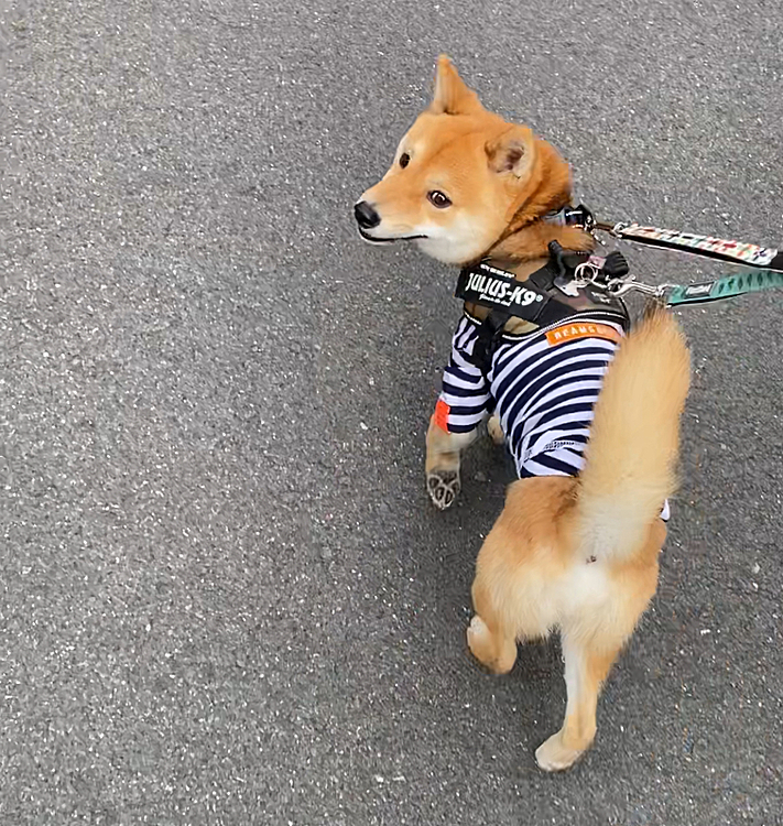 2021.05.05
連休最終日となりました😊
今日も元気にお散歩🐾

