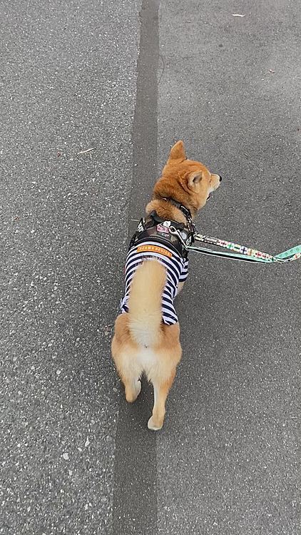風が強かったのですが頑張って歩いてました😄