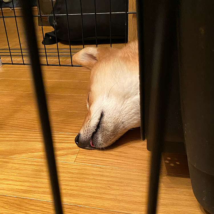 連休中は近くのドッグランで遊んだくらいで、どこにも行かなかったので、こんな感じで寝るしかないって感じかな😆


