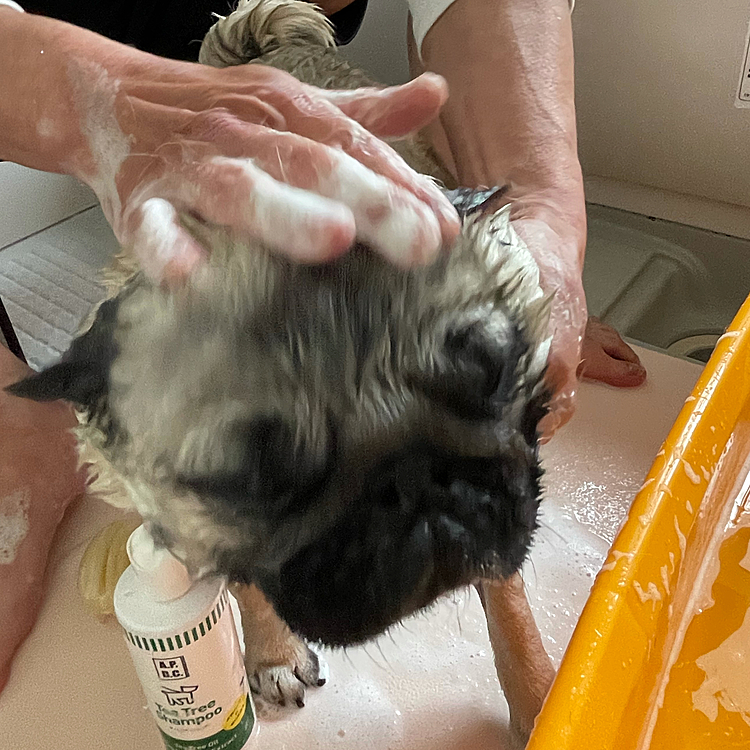 とうちゃんにゴシゴシされてます🐶