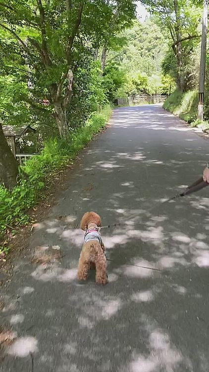 最近はご近所散歩ではトボトボ私達の後ろを歩くハッピーですが、お出掛け先ではルンルン先頭を切ってとても楽しそう🎶