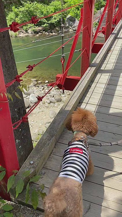 かなり揺れる吊り橋も少しビビりながらも大丈夫そう💕