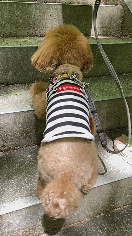 階段登って神社まで行き、その奥から15分ほどの山登りもしました🐾
スローです♪