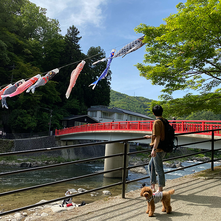 鯉のぼり青空を気持ち良さそうに泳いでいました🎏
