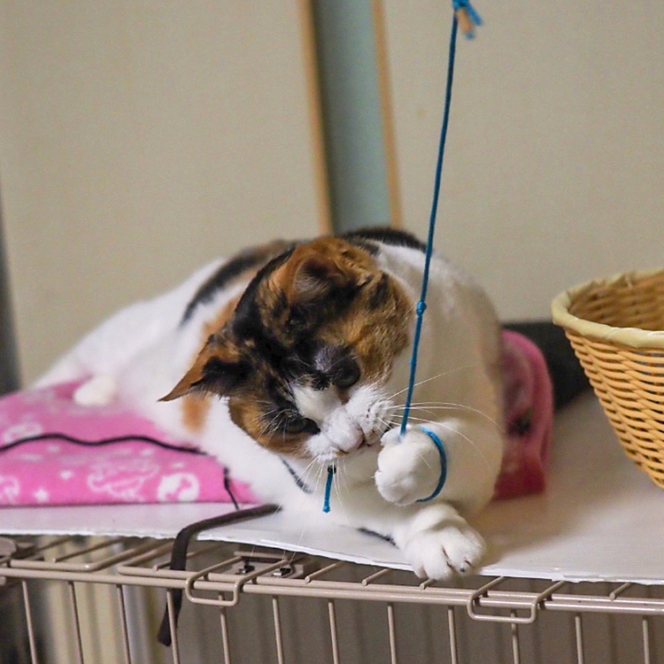気合いにゃ
