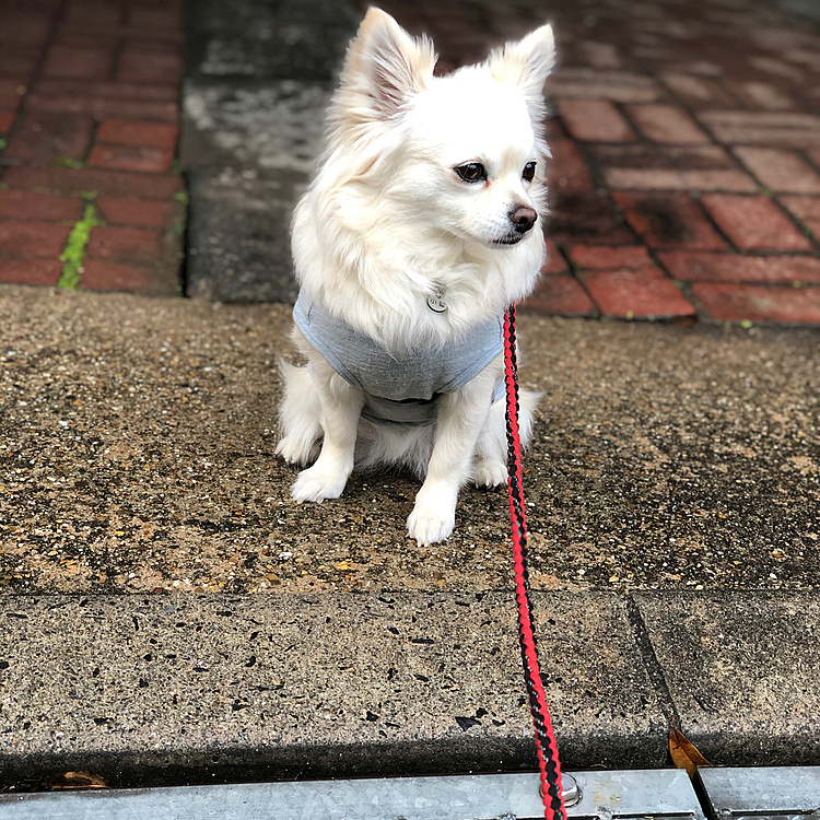 おはようございます☁️
お散歩に行こうとしたら小雪が車庫で座り込み🐶
『だって、地面が濡れてるから🐶』
雨上がりやもん、仕方ないやん🤣
問答無用でお散歩へ行きました👍
