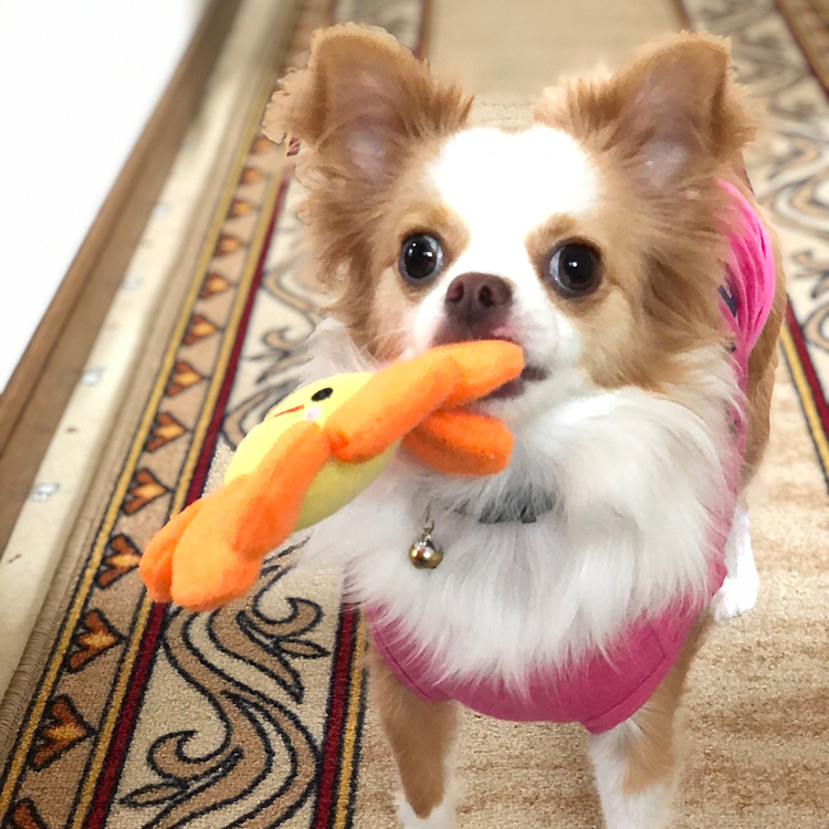 小春は新しいオモチャに夢中🎵🐶
花びらの部分はカシャカシャするし、中心は笛が入ってます👍
フリスビーのように投げるとご機嫌で取りに行きます🎵

ちなみに小雪もこのオモチャをめちゃめちゃ気に入ったようです😊