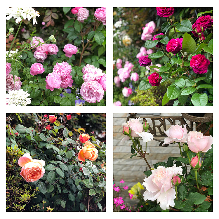 今日の薔薇コーナー🌹🎺🎺🎺