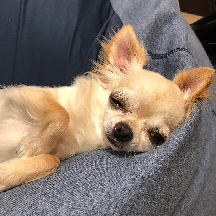 お腹いっぱいになったら眠くなったみたいです🐶💤見てるだけで癒されます🥰
