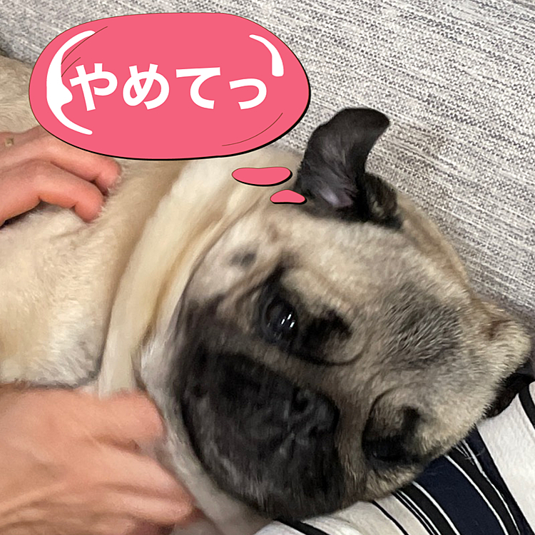 晩ごはん食べて幸せな時間をママさんに邪魔されました😡