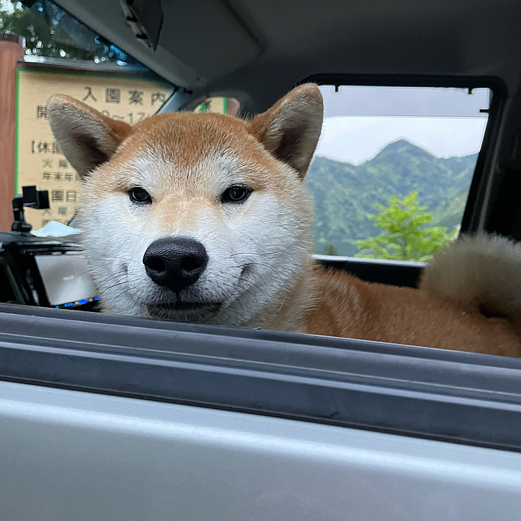 今日は昨日とうってかわって晴天で暑いくらいでした！
むさしくんも今日はいっぱいお散歩できて満足してくれた様子！
よかったね^_^