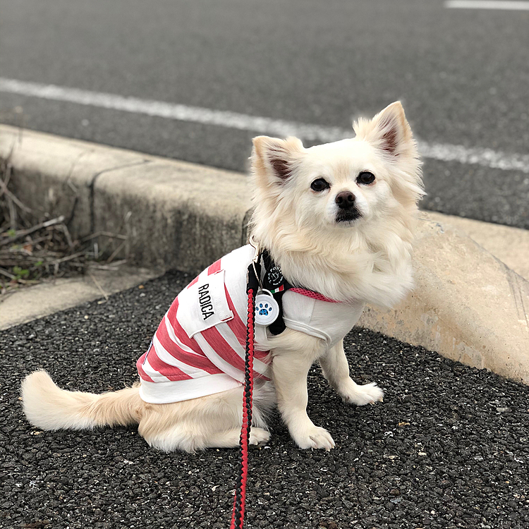 おはようございます☁️
小雪は今朝も元気いっぱいお散歩してきました🎵🐶
今日も雨が降るみたいやけど、今朝は地面が濡れてなくてよかったね👍😂