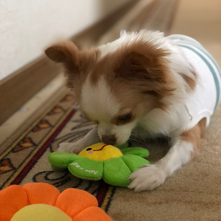小春はオモチャをガジガジ🎵🐶
お花🌼のオモチャは、小雪と小春それぞれに1つずつのはずやけど…
小春よ…独り占めしたらあかんやん🤣