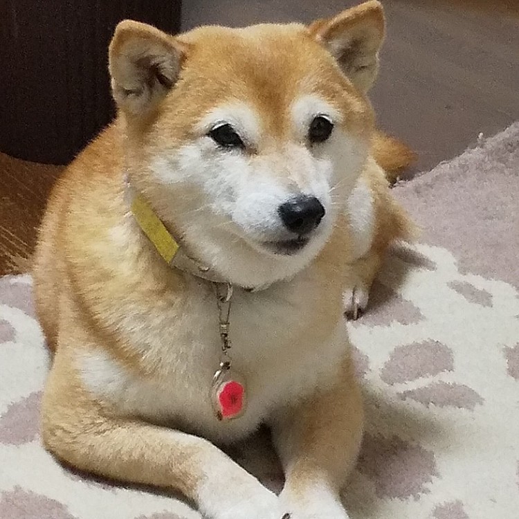 ドックフードじゃないものも食べたいな〰️❗️
