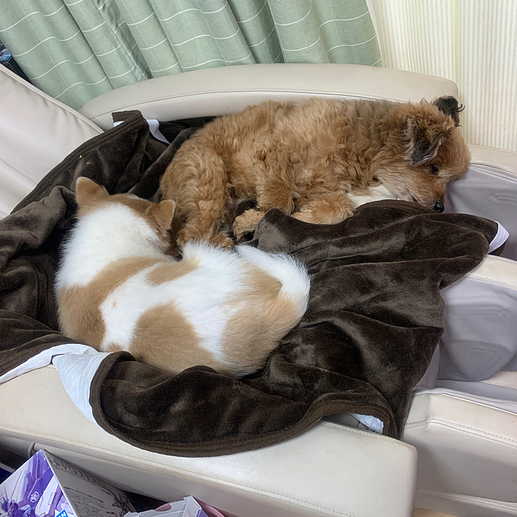 今朝はなかよく、あんまきで寝てた二人


