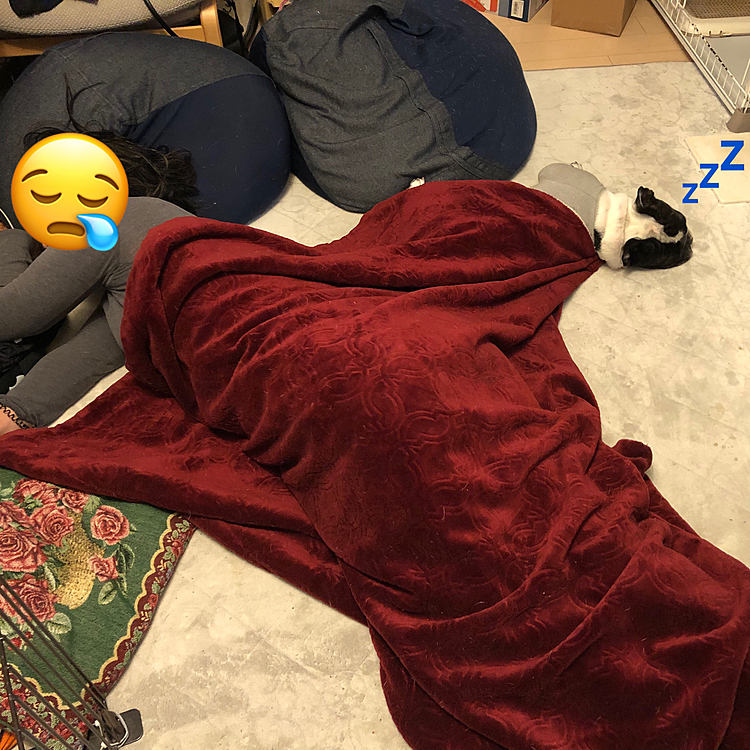 こんばんは🌆
今日の一枚。
夜ご飯を食べた後、別の部屋で仕事をしていてリビングに戻ったら、まろ母とまろが仲良く寝てました🤣