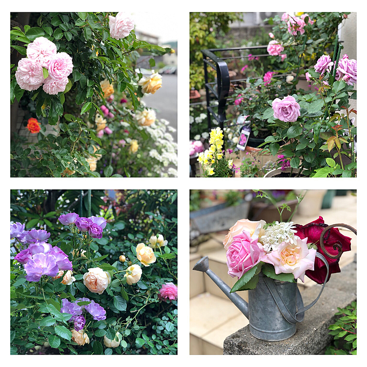そして、今日の薔薇😁