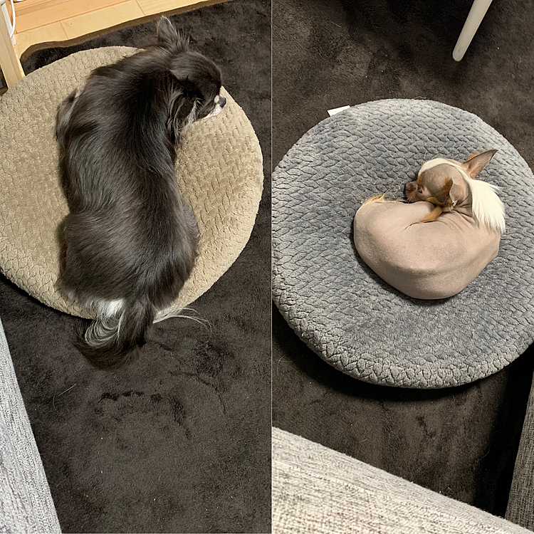 可愛い💖このクッション大好き過ぎてどいてくれない😂
