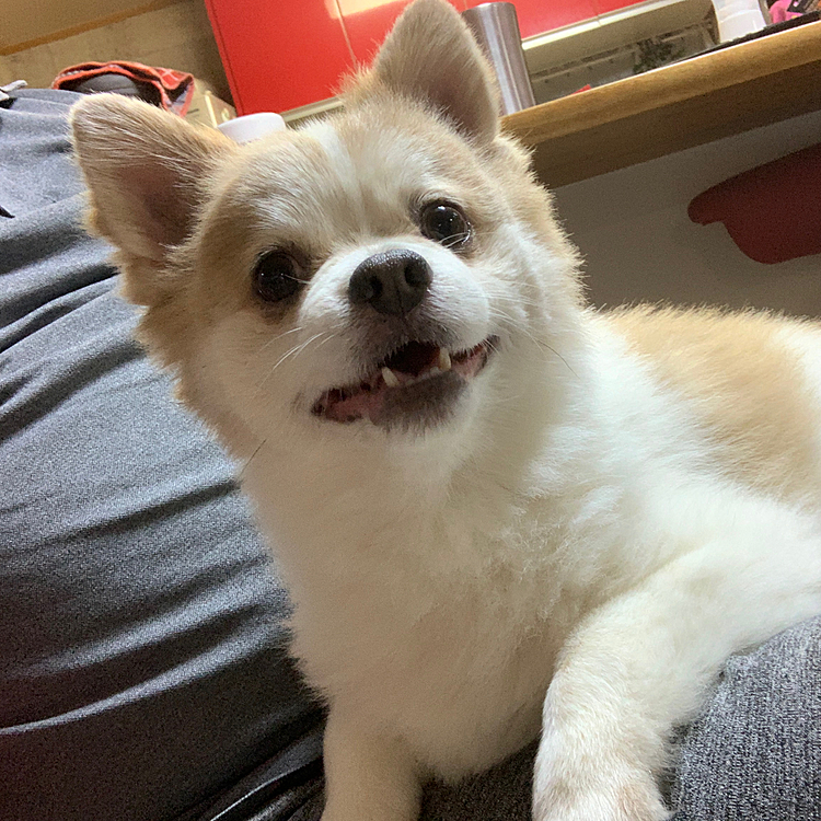 オヤジがかえってきたので早速膝の上でにやけ顔のやまと😁
