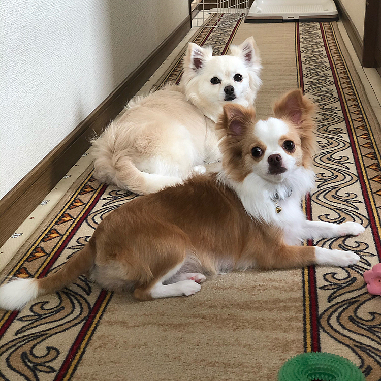 お家で遊んでからシャンプー🧴へ行ってきました🚗
もちろん、いつもどおりにプリケツ💕
小雪はフワフワ✨
小春はサラサラ✨