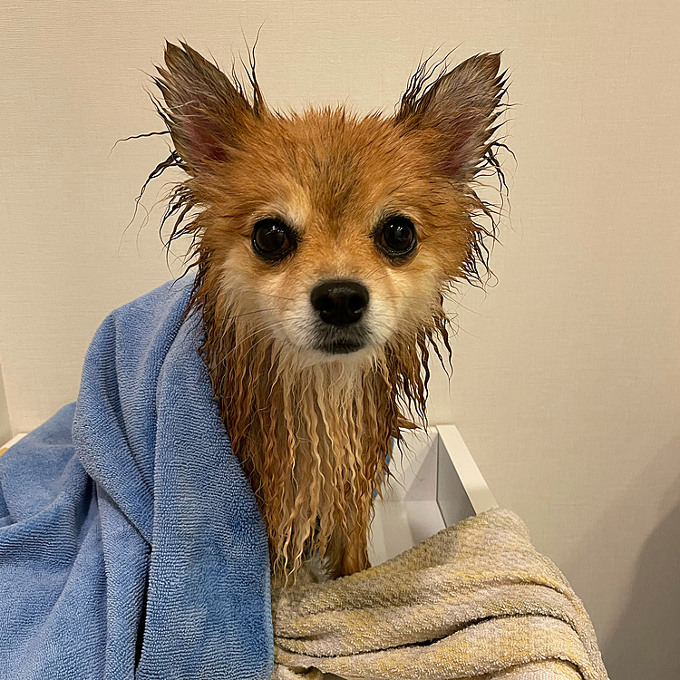 その後はお家でお風呂タイム🛁
別犬になりました🐶