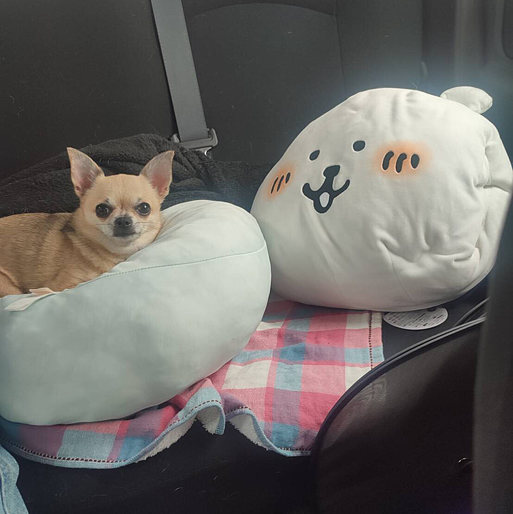 お散歩から帰ってからお兄ちゃんの車でドライブへ🚗心地良くて眠くなったね☺️