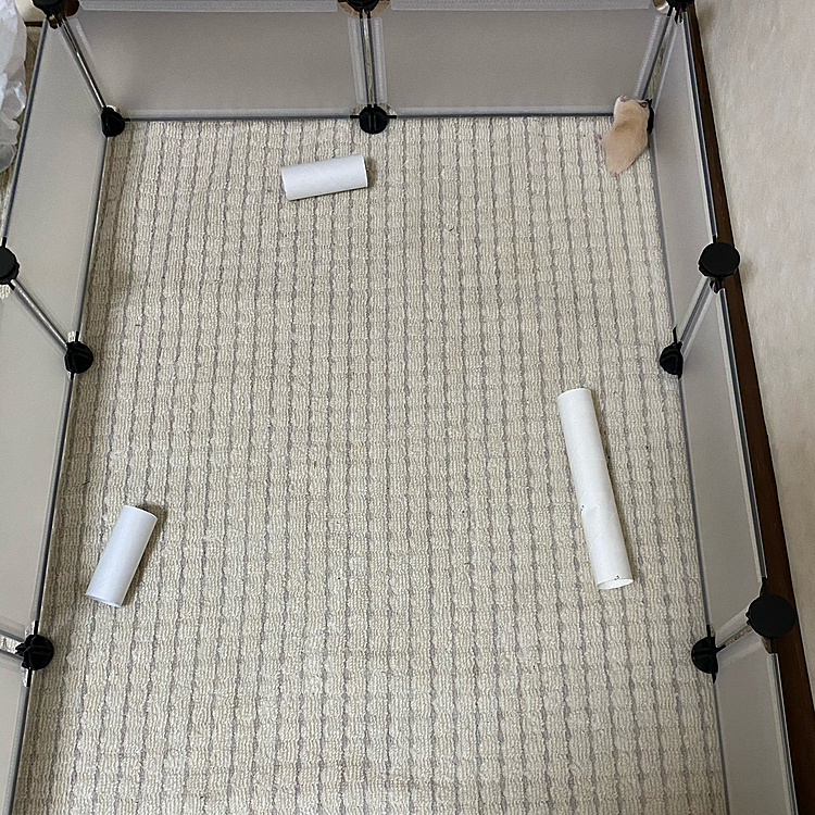 ハムぞうは柵を作って散歩させてみました！