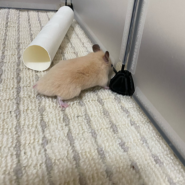 ウロウロ🐹