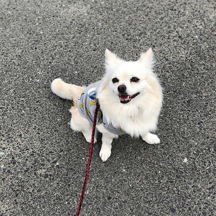 おはようございます🌥
小雪は今朝も元気いっぱいお散歩してきました🎵🐶
お友達のポンちゃん、ミルク君、エルちゃんに会えたね💕