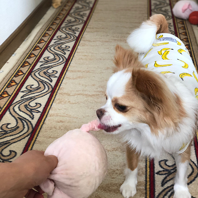 小春は朝からブタさん🐷で引っ張りっこ🎵🐶
私に勝負を挑んでくるだなんて…
なかなかえぇ根性してるやん👍🤣