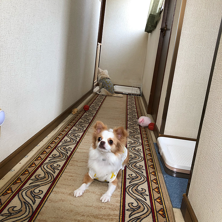 小春はオモチャ早よ投げて〜や❣️
その向こうで小雪はおっさん(兄)部屋から
閉め出しくらってました🤣