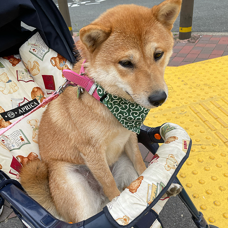 ベビーカー大好きな柴犬(豆柴)まるです！！