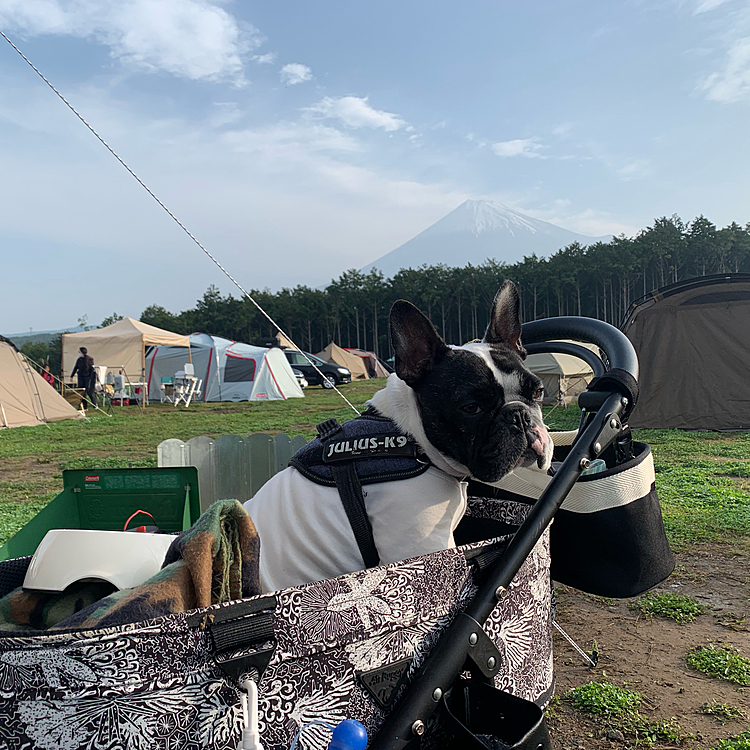 まろ2回目のキャンプに行ってきました🏕
初めてのキャンプは川沿いでしたが今回は富士山の見える高原へ🗻