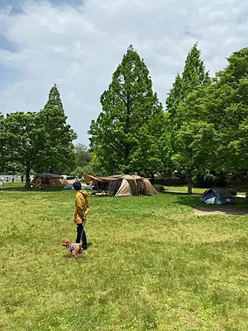 今日はいつものメタセコイア広場でBBQ🍖
周りはかなり本格的なキャンパーの中、ワンタッチテントにかなり簡易な我が家でしたがそれなりに楽しめました😉

到着してすぐにお水たくさん飲んだら豪快にテントの中で🤮したハッピー💧
でもその後元気だし食欲もあったので少しだけお肉ウマウマしました🍖
もちろんパパさんはお昼寝しましたが、持参した缶酎ハイを飲み干したママも珍しくお昼寝しました💤
