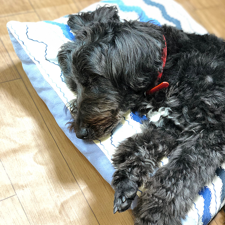 ここ数ヶ月ボアが胆汁をよく吐く様になり心配してたんですが最近吐くことも無くなり一安心です(*ˊᵕˋ*)
空腹の時間が多くなるとよく吐くようになるのは知っていたので、こまめにご飯やおやつをあげていたんですが良くならなかったので先生に聞いたら特に吐くこと以外体調の変化は無くいつも通り元気なので、私が仕事をはじめた環境の変化が原因かもとのこと…
家には親が居るんですが寂しい思いさせていたみたいです😭