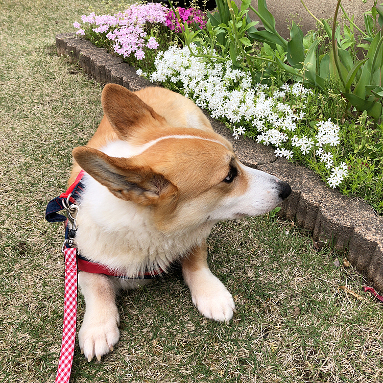 ボクたん💦
お家にまだ入りたくないもん🌀
また始まりました🌀
帰宅拒否💦💦
目も合わせません🤣🤣🤣