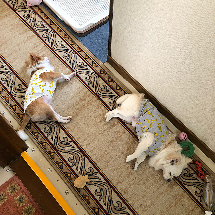 帰ったら2人揃って廊下でお昼寝💤🐶🐶
なんで廊下なの❓🤣
