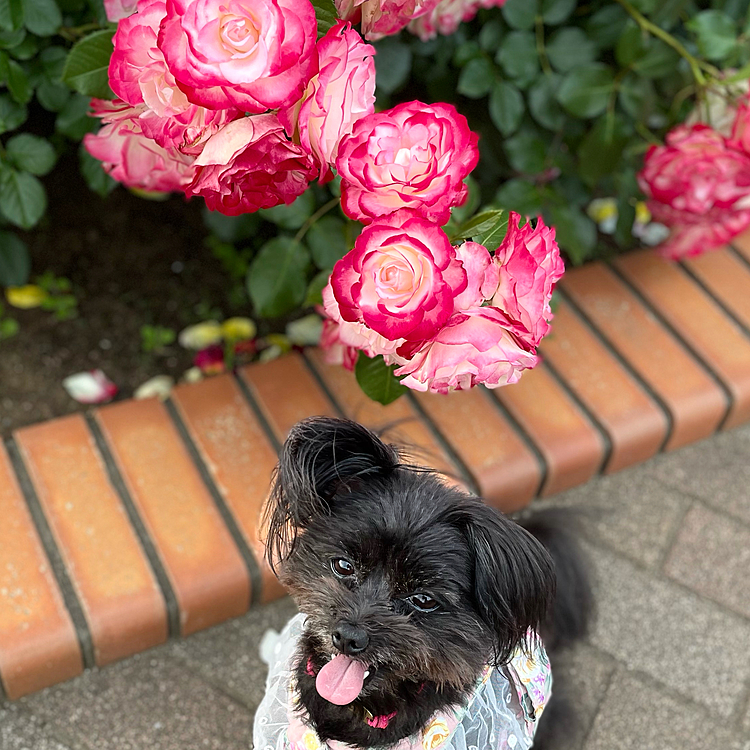 お散歩コースの薔薇🌹は満開で綺麗でした。1週間ぶりのいつものコース✨大好きなおじちゃんにも久しぶりに会って大喜び☺️
またお留守番よろしく！
