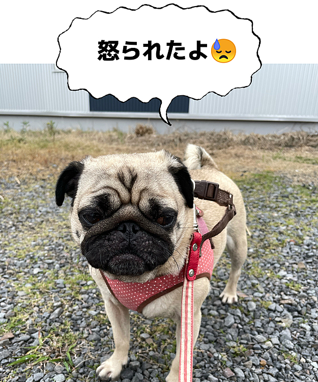 2021/5/10
8日(土)ワクチン接種してきました💉
コロナ禍なので、外か車で待つように言われているのですが、車は嫌がったので（外にいたい😤）日陰で待つことに👒
小石がいっぱいあるところしか日陰が無いので、食べないように見張るの疲れました😣

フィラリアの検査のついでに、簡単な血液検査もしてもらいました🩺