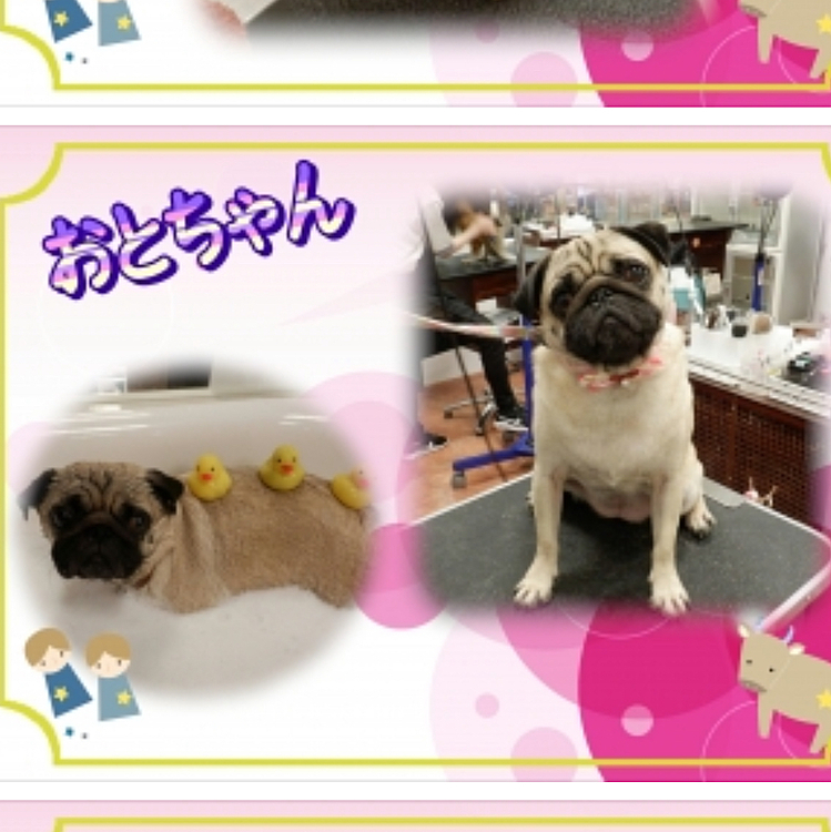 そして、昨日はシャンプー🧴
ワクチンの翌日だったけど、今日も元気そうにしているので安心です😊
トリマーさんにアヒルさん3匹も乗せられて、遊ばれてます🐥