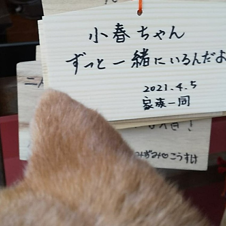 #小春🐶 #来宮神社 #絵馬 #健康祈願 お願いしますワン🐶