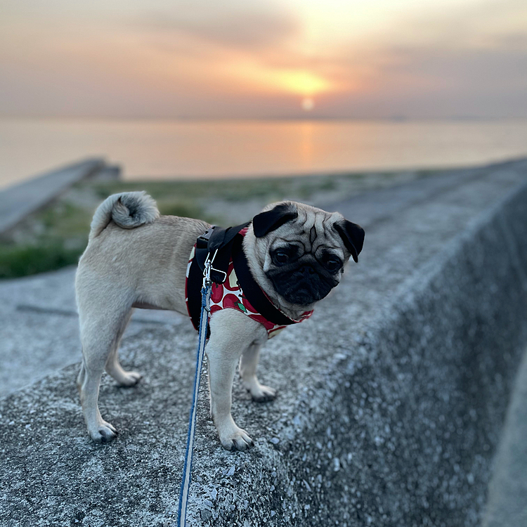 夕散歩🐾
夕陽が綺麗でした🌆