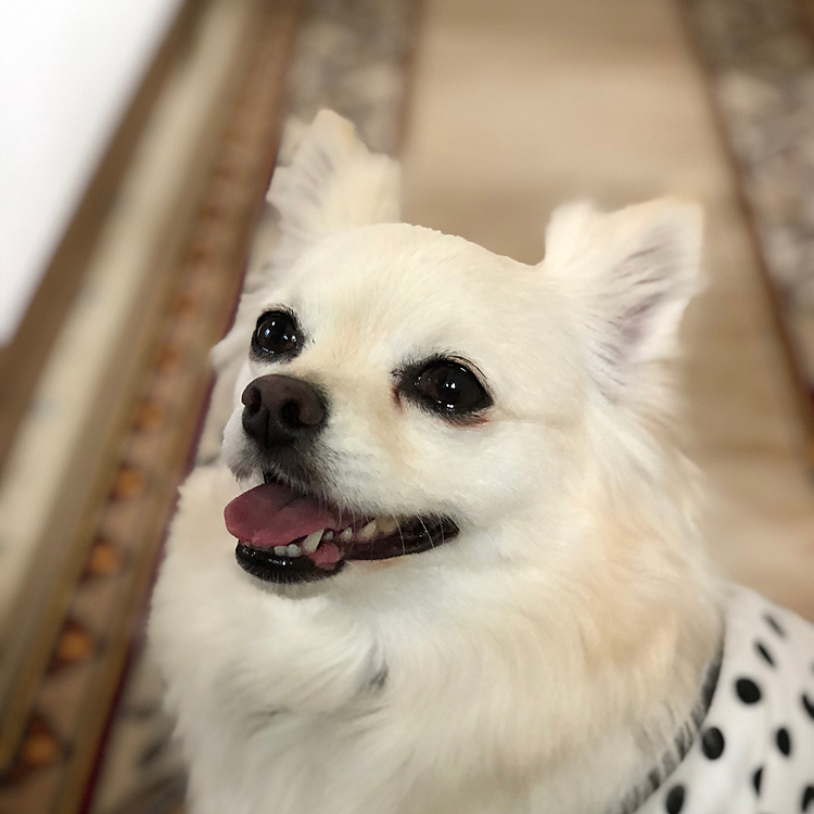 おはようございます☁️
小雪は今朝も元気いっぱいお散歩してきました🎵🐶
モーニングの前にオモチャ〜✨