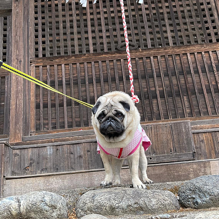 朝散歩、いつもの神社で狛犬です⛩