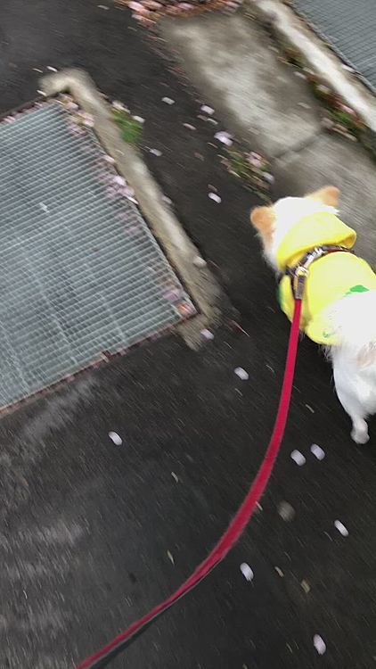 用が全て済み、雨上がりお散歩へ🐾
桜はすっかり散ってました🌸
ノラちゃん🐱のいる公園なんですが雨だったからか居ませんでした。